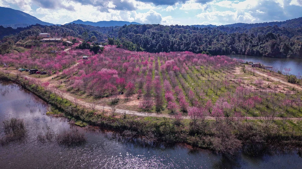 Hàng nghìn cây anh đào nở rộ trên đảo hoa Pá Khoang, Điện Biên - Ảnh 2. Hàng nghìn cây anh đào nở rộ trên đảo hoa Pá Khoang, Điện Biên - Ảnh 2.