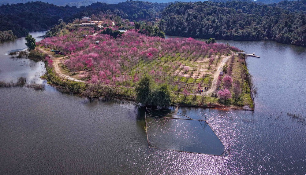 Hàng nghìn cây anh đào nở rộ trên đảo hoa Pá Khoang, Điện Biên - Ảnh 4. Hàng nghìn cây anh đào nở rộ trên đảo hoa Pá Khoang, Điện Biên - Ảnh 4.