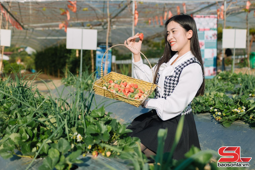 Mộc Châu sôi động du lịch những ngày đầu năm 2026 - Ảnh 2. Mộc Châu sôi động du lịch những ngày đầu năm 2026 - Ảnh 2.