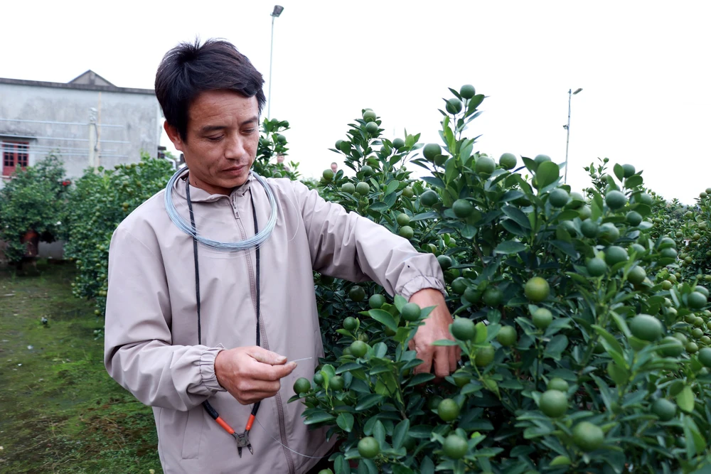 Vựa quất Ninh Bình rộn ràng 'chốt đơn' vụ Tết - Ảnh 1. Vựa quất Ninh Bình rộn ràng 'chốt đơn' vụ Tết - Ảnh 1.