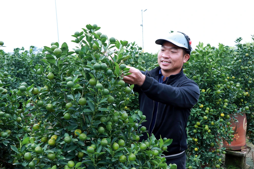 Vựa quất Ninh Bình rộn ràng 'chốt đơn' vụ Tết - Ảnh 2. Vựa quất Ninh Bình rộn ràng 'chốt đơn' vụ Tết - Ảnh 2.