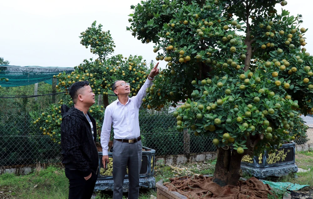 Vựa quất Ninh Bình rộn ràng 'chốt đơn' vụ Tết - Ảnh 3. Vựa quất Ninh Bình rộn ràng 'chốt đơn' vụ Tết - Ảnh 3.