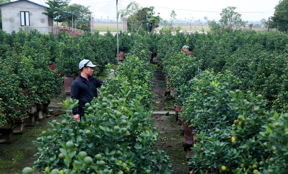 Vựa quất Ninh Bình rộn ràng 'chốt đơn' vụ Tết - Ảnh 4. Vựa quất Ninh Bình rộn ràng 'chốt đơn' vụ Tết - Ảnh 4.