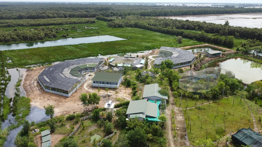 Sếu đầu đỏ thích nghi với môi trường khu bảo tồn của Vườn quốc gia Tràm Chim (Đồng Tháp) - Ảnh 4.