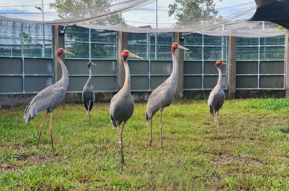 Sếu đầu đỏ thích nghi với môi trường khu bảo tồn của Vườn quốc gia Tràm Chim (Đồng Tháp) - Ảnh 5.