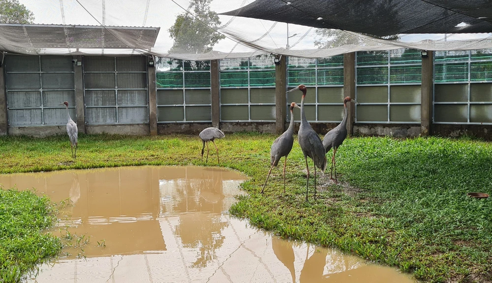 Sếu đầu đỏ thích nghi với môi trường khu bảo tồn của Vườn quốc gia Tràm Chim (Đồng Tháp) - Ảnh 6.