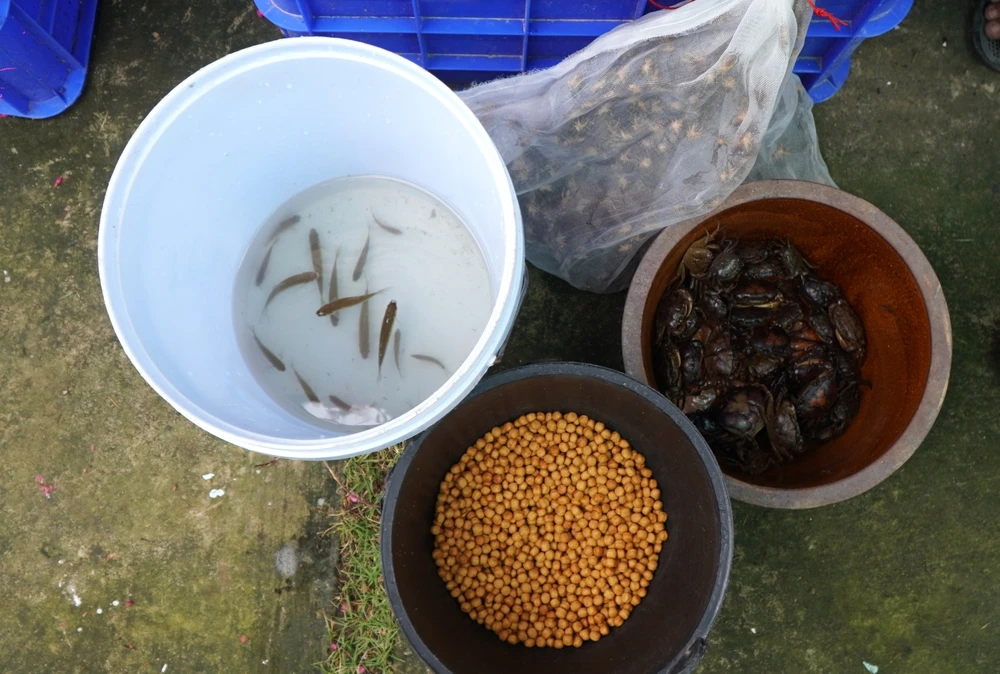 Sếu đầu đỏ thích nghi với môi trường khu bảo tồn của Vườn quốc gia Tràm Chim (Đồng Tháp) - Ảnh 7.