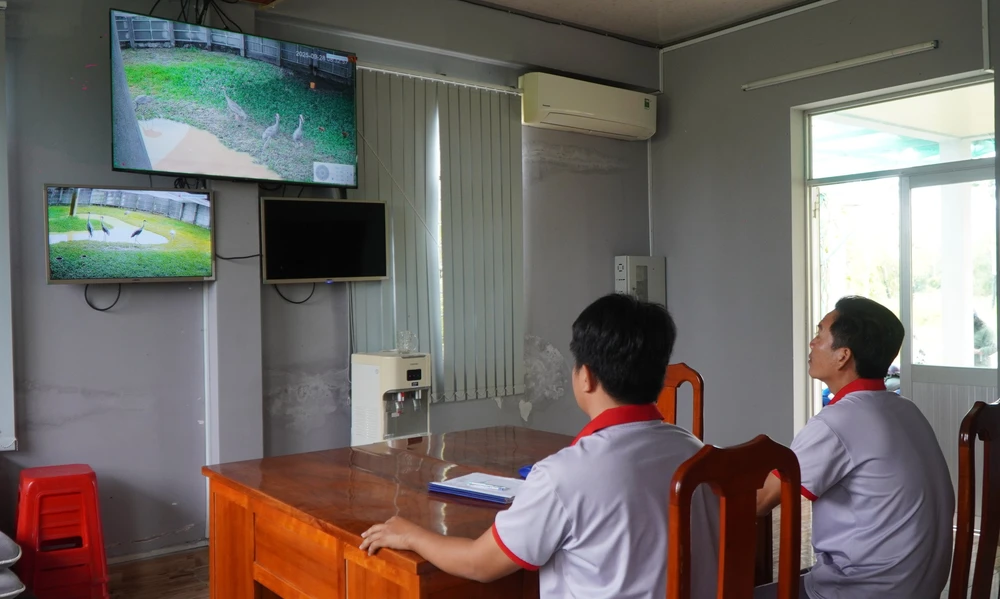 Sếu đầu đỏ thích nghi với môi trường khu bảo tồn của Vườn quốc gia Tràm Chim (Đồng Tháp) - Ảnh 1.