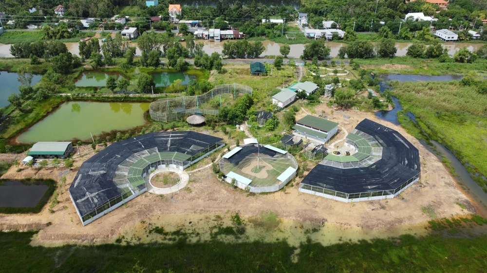 Sếu đầu đỏ thích nghi với môi trường khu bảo tồn của Vườn quốc gia Tràm Chim (Đồng Tháp) - Ảnh 3.