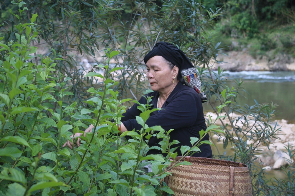 Vị lương y dành cả cuộc đời khôi phục bài thuốc quý của dân tộc Thái - Ảnh 7.