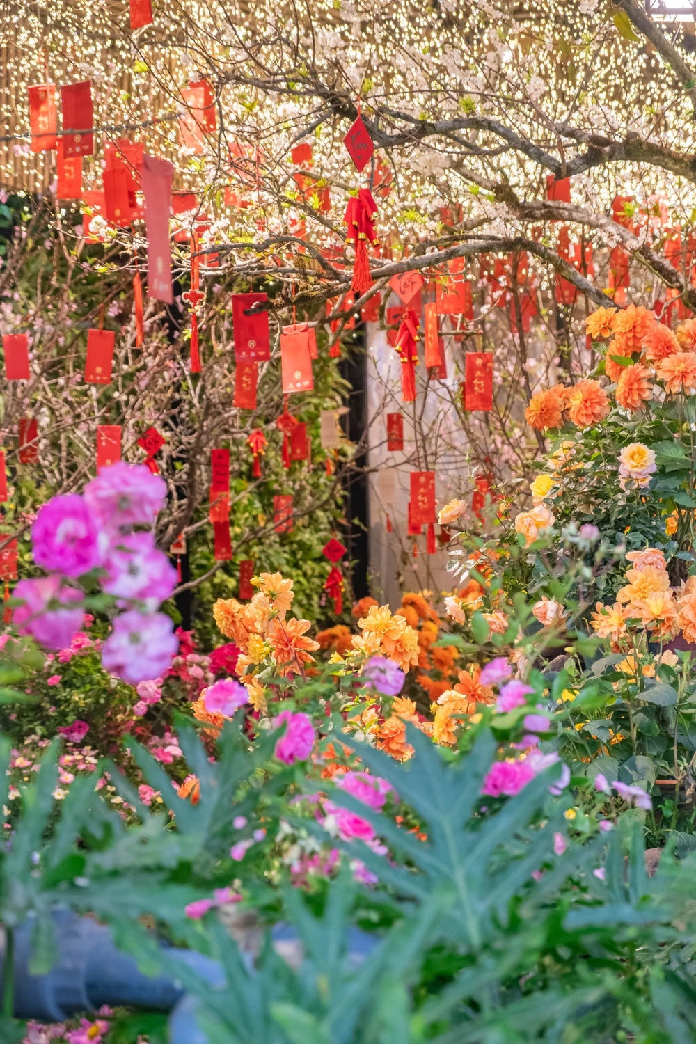 Khu vườn mùa Xuân giữa phố phường Hà Nội - Ảnh 10.