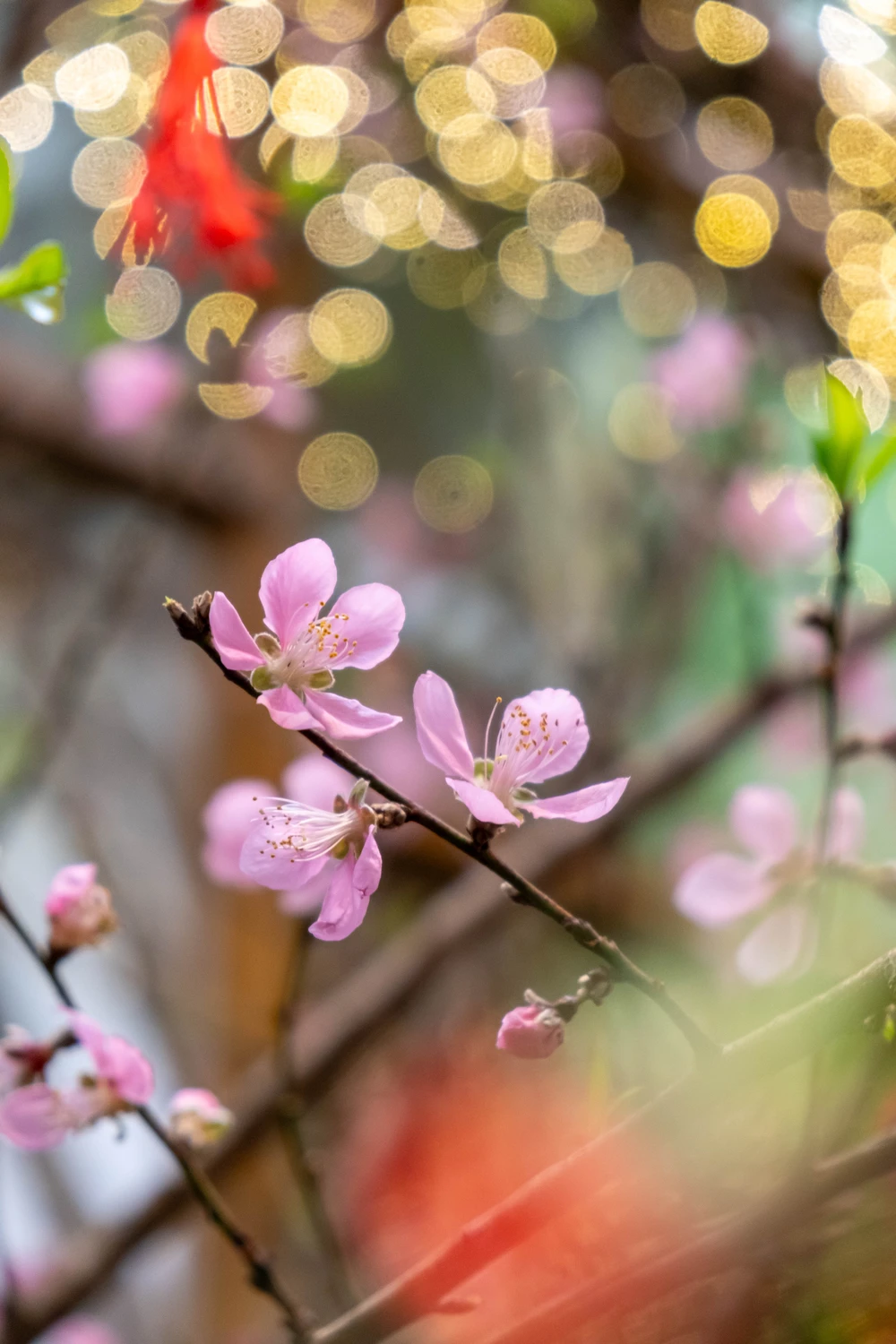 Khu vườn mùa Xuân giữa phố phường Hà Nội - Ảnh 13.