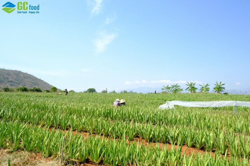 Cây nha đam là gì? Đặc điểm, công dụng và cách sơ chế an toàn - Ảnh 1.