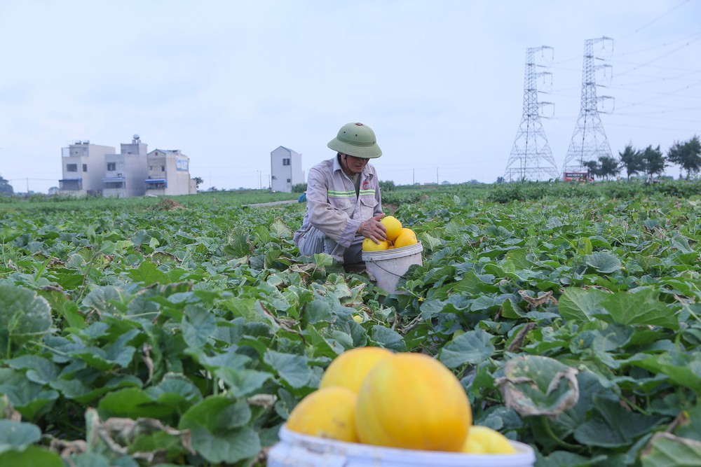 Đại hội XIV của Đảng: Phát huy vai trò, khơi dậy sức sáng tạo của giai cấp nông dân - Ảnh 4.
