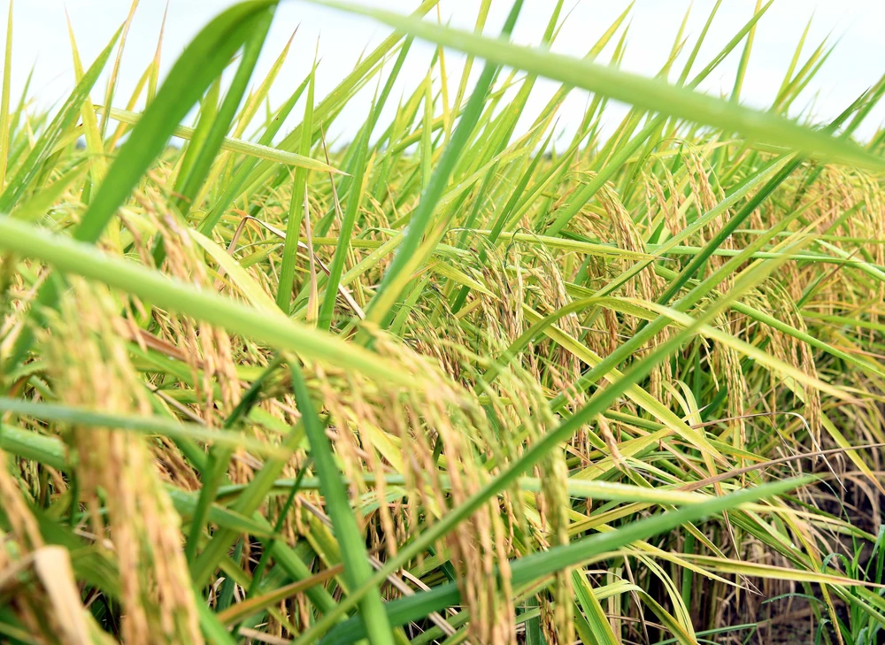 Đại hội XIV của Đảng: Phát huy vai trò, khơi dậy sức sáng tạo của giai cấp nông dân - Ảnh 2.