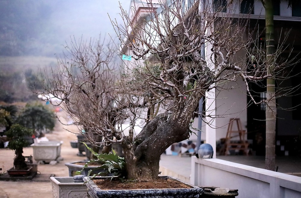 Đào thế cổ Đà Bắc sẵn sàng phục vụ thị trường Tết Nguyên đán 2026 - Ảnh 7.