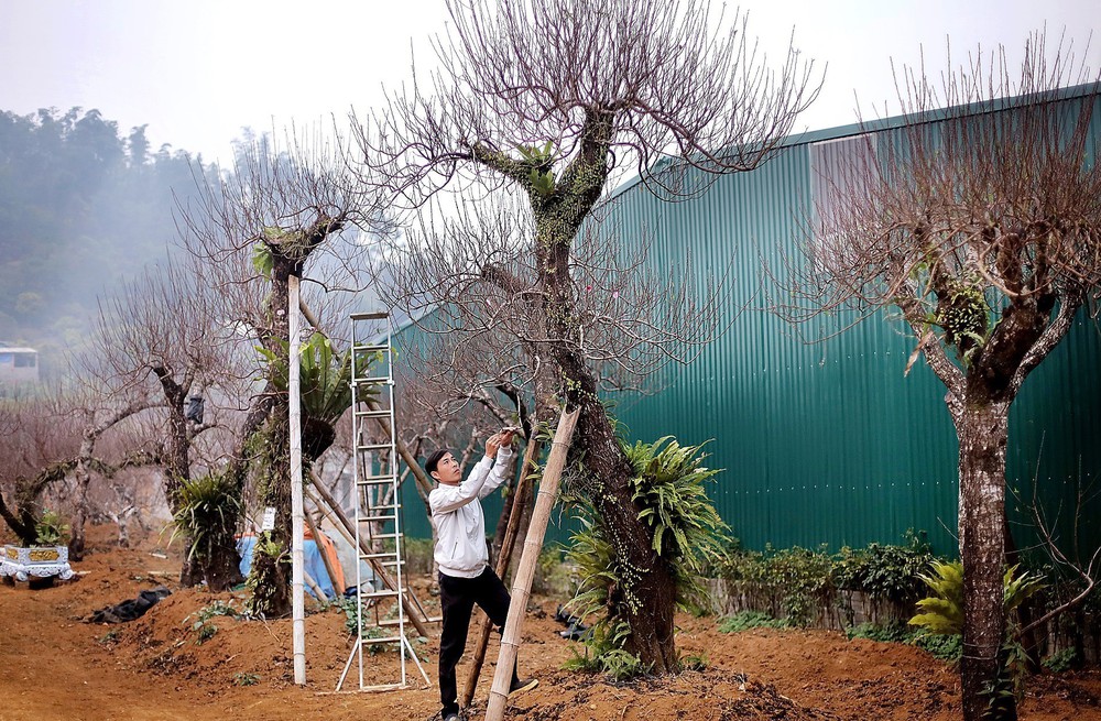 Đào thế cổ Đà Bắc sẵn sàng phục vụ thị trường Tết Nguyên đán 2026 - Ảnh 3.