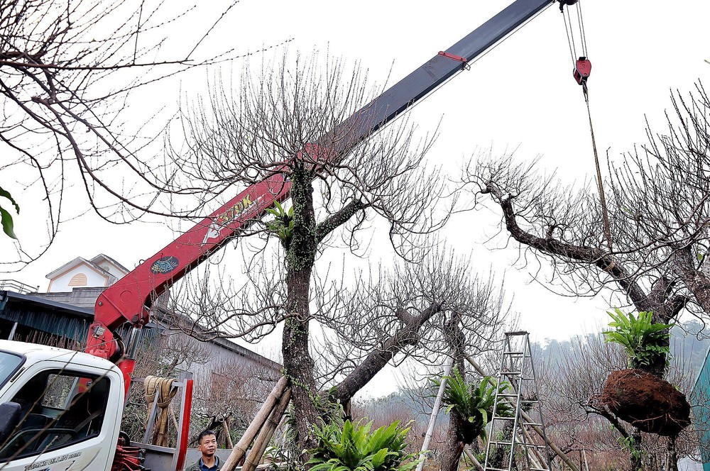 Đào thế cổ Đà Bắc sẵn sàng phục vụ thị trường Tết Nguyên đán 2026 - Ảnh 8.
