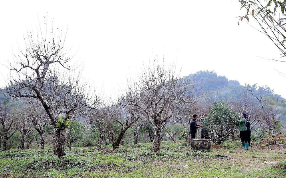 Đào thế cổ Đà Bắc sẵn sàng phục vụ thị trường Tết Nguyên đán 2026 - Ảnh 6.
