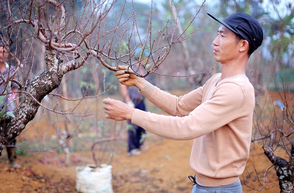 Đào thế cổ Đà Bắc sẵn sàng phục vụ thị trường Tết Nguyên đán 2026 - Ảnh 5.