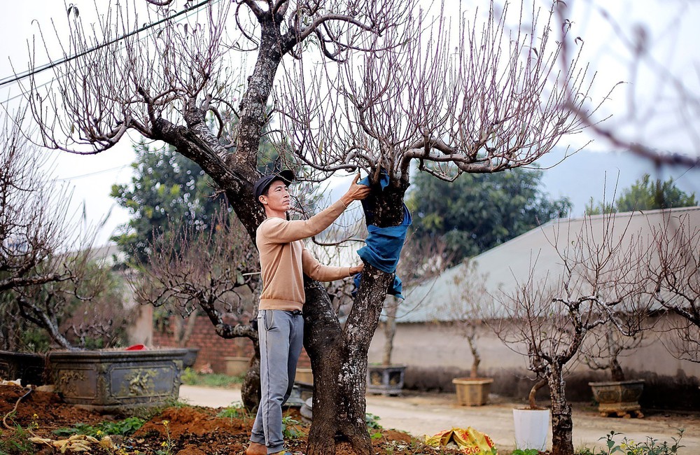 Đào thế cổ Đà Bắc sẵn sàng phục vụ thị trường Tết Nguyên đán 2026 - Ảnh 2.