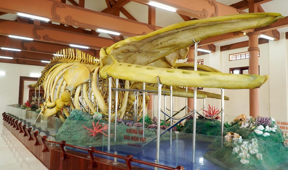 Cần có phương án khắc phục phần hư hỏng ở bộ xương Cá Ông Lăng Tân (Lý Sơn) - Ảnh 3. Cần có phương án khắc phục phần hư hỏng ở bộ xương Cá Ông Lăng Tân (Lý Sơn) - Ảnh 3.