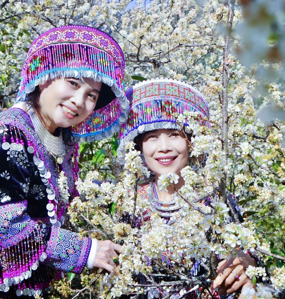 Lào Cai: Hoa mận trắng tinh khôi hút khách ở vùng cao Púng Luông - Ảnh 1.