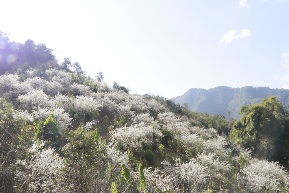 Lào Cai: Hoa mận trắng tinh khôi hút khách ở vùng cao Púng Luông - Ảnh 5.