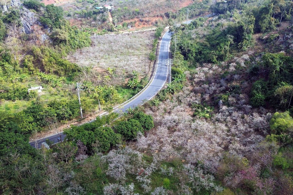 Sơn La mùa hoa mận nở - Ảnh 3.