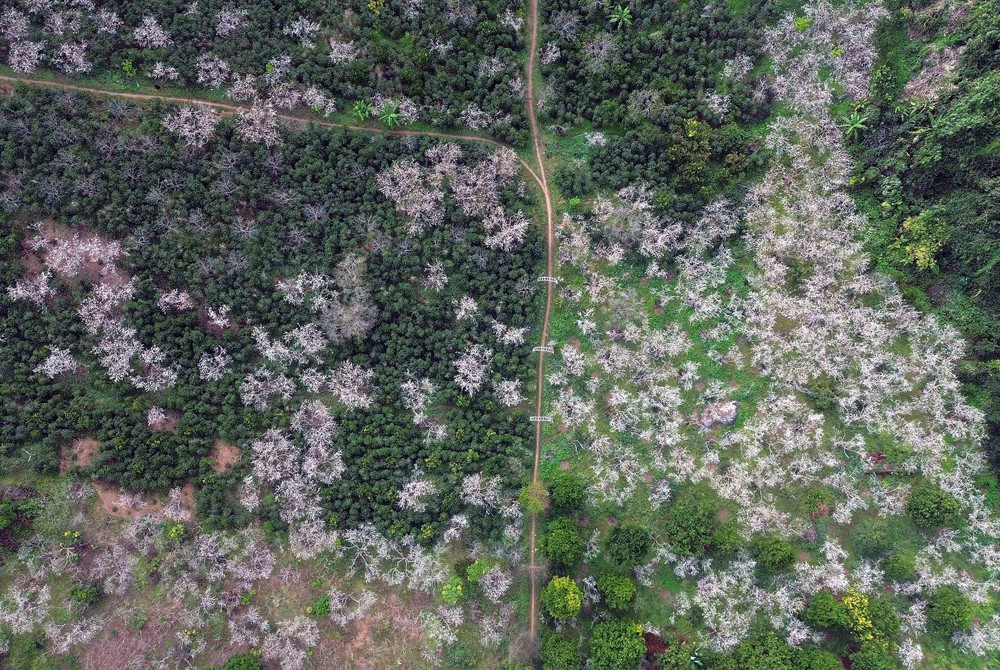 Sơn La mùa hoa mận nở - Ảnh 2.