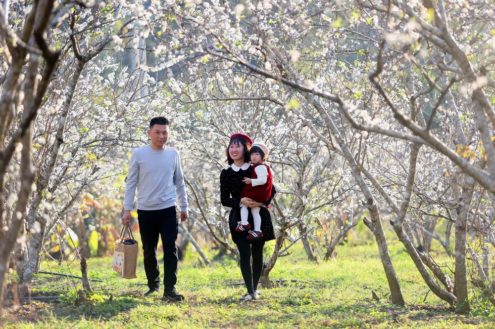 Sơn La mùa hoa mận nở - Ảnh 7.