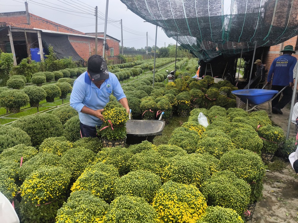 Vĩnh Long: Cúc mâm xôi tăng giá, hút hàng - Ảnh 3.