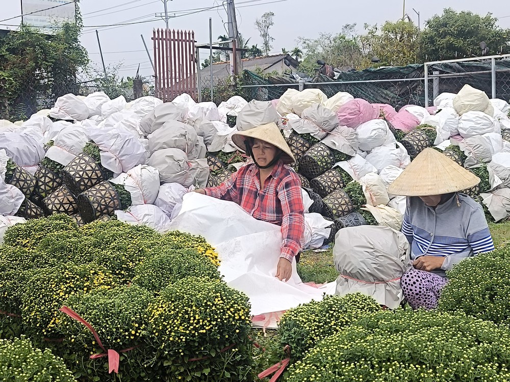 Vĩnh Long: Cúc mâm xôi tăng giá, hút hàng - Ảnh 4.