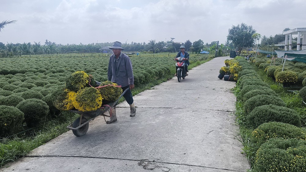 Vĩnh Long: Cúc mâm xôi tăng giá, hút hàng - Ảnh 2.