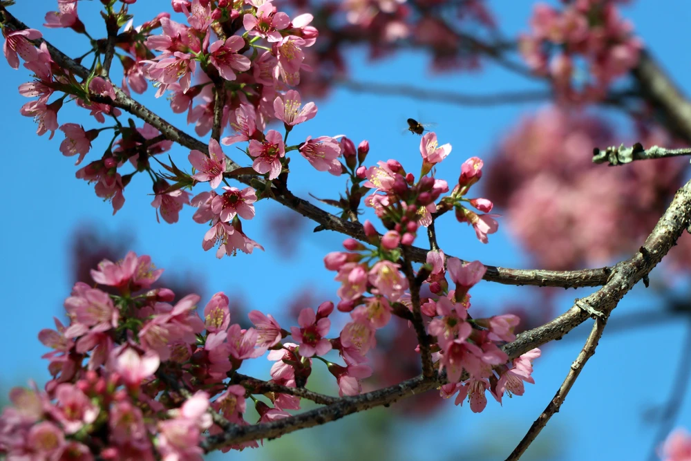 Ra mắt không gian thưởng lãm hoa mai anh đào trên trục di sản của Đà Lạt - Ảnh 2.