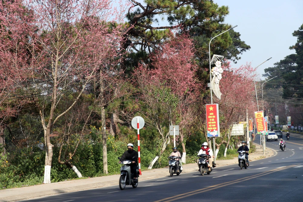 Ra mắt không gian thưởng lãm hoa mai anh đào trên trục di sản của Đà Lạt - Ảnh 1.