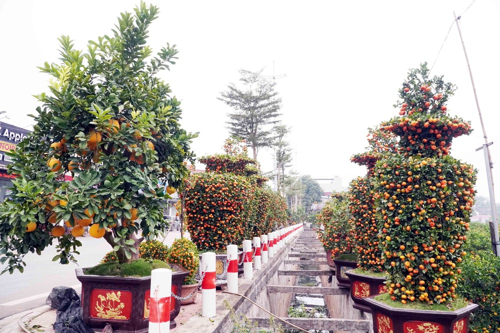 Nông dân Hưng Yên làm giàu từ nghề trồng hoa, cây cảnh - Ảnh 1.