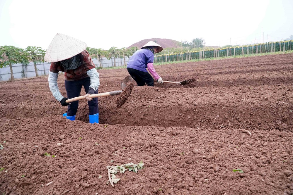 Nông dân Hưng Yên làm giàu từ nghề trồng hoa, cây cảnh - Ảnh 4.
