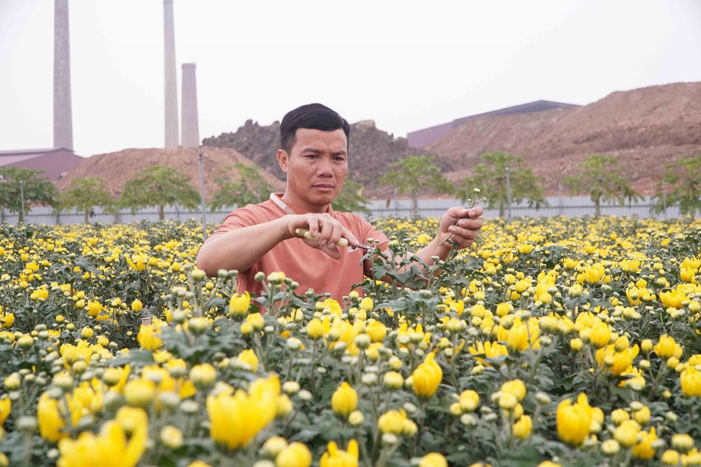 Nông dân Hưng Yên làm giàu từ nghề trồng hoa, cây cảnh - Ảnh 3.