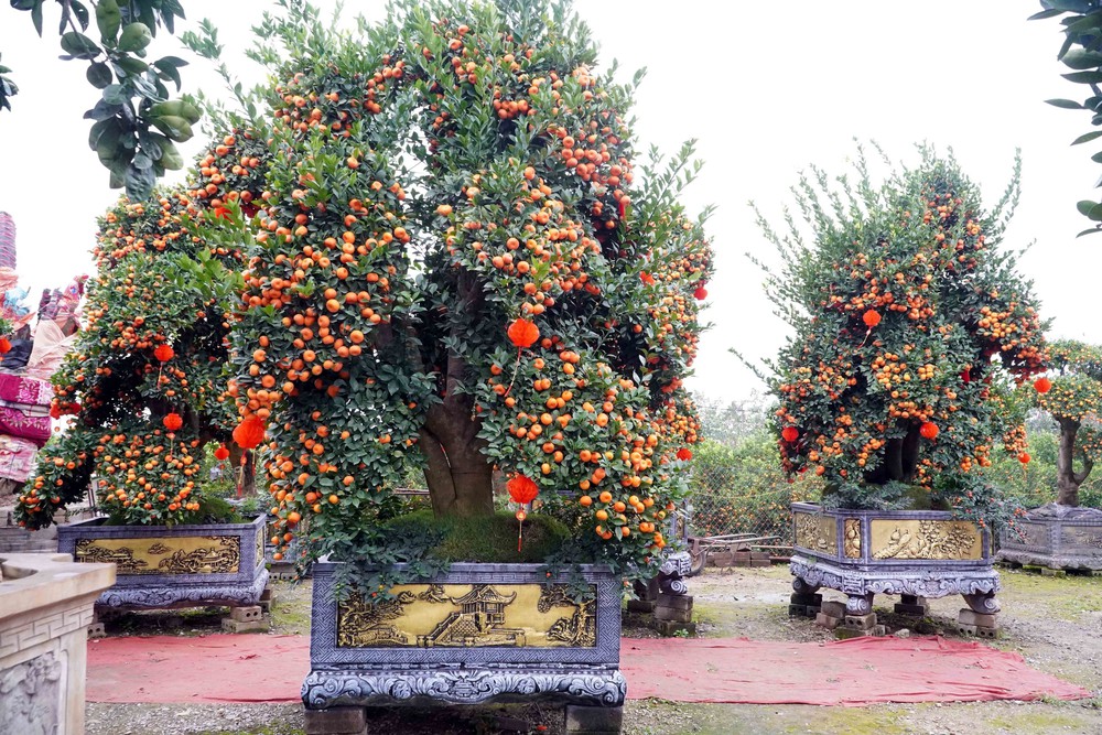 Nông dân Hưng Yên làm giàu từ nghề trồng hoa, cây cảnh - Ảnh 2.