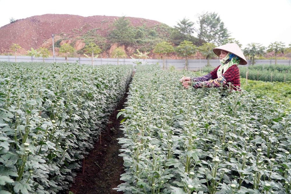 Nông dân Hưng Yên làm giàu từ nghề trồng hoa, cây cảnh - Ảnh 6.