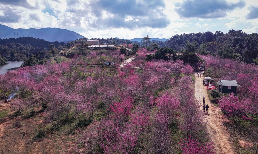 Sắc xuân bừng sáng trên đảo hoa anh đào Pá Khoang, Điện Biên - Ảnh 7.