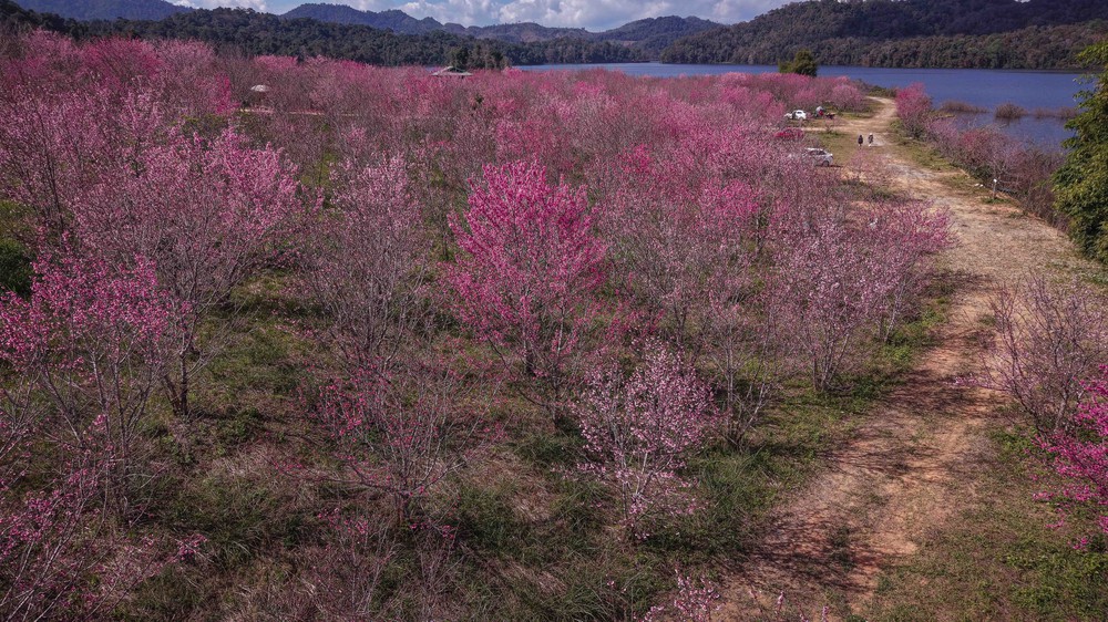 Sắc xuân bừng sáng trên đảo hoa anh đào Pá Khoang, Điện Biên - Ảnh 10.
