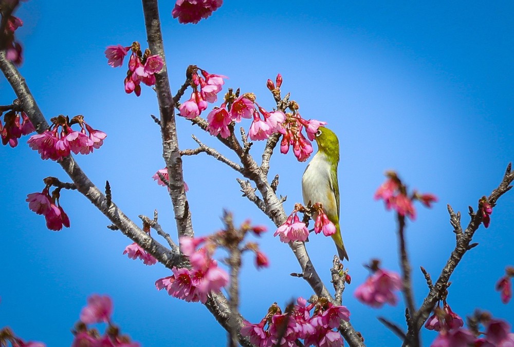 Sắc xuân bừng sáng trên đảo hoa anh đào Pá Khoang, Điện Biên - Ảnh 2.