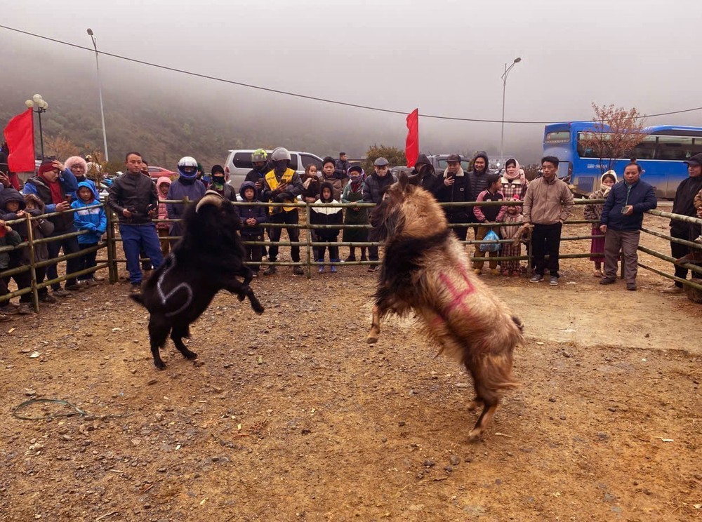 Tuyên Quang: Khai hội hoa Mai Anh Đào Lũng Cú, ra mắt nhiều sản phẩm du lịch mới - Ảnh 5.