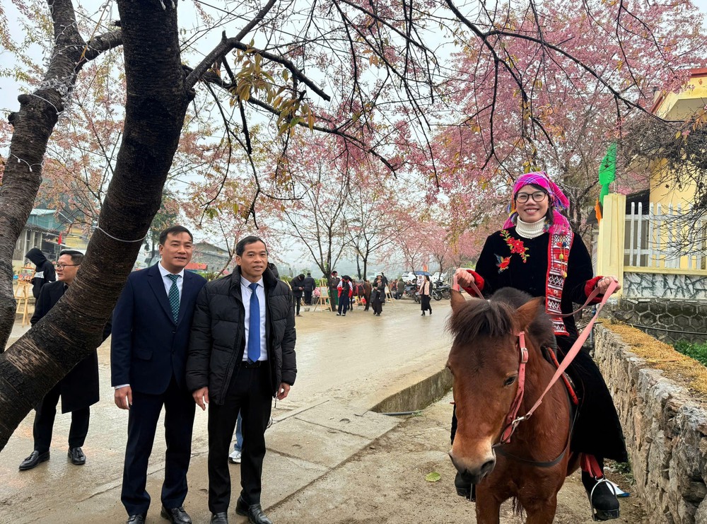 Tuyên Quang: Khai hội hoa Mai Anh Đào Lũng Cú, ra mắt nhiều sản phẩm du lịch mới - Ảnh 4.