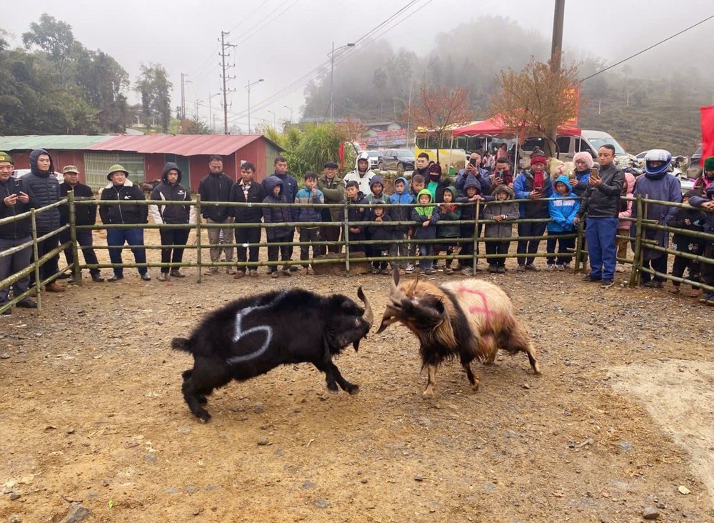 Tuyên Quang: Khai hội hoa Mai Anh Đào Lũng Cú, ra mắt nhiều sản phẩm du lịch mới - Ảnh 6.