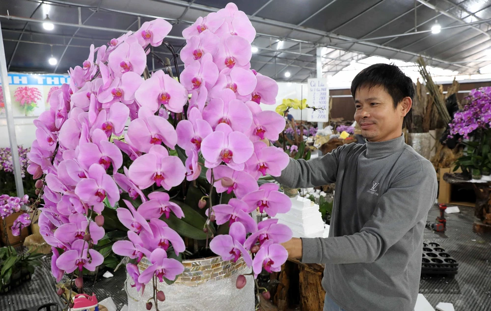 Các làng hoa, cây cảnh vào giai đoạn nước rút cho vụ Tết - Ảnh 3.