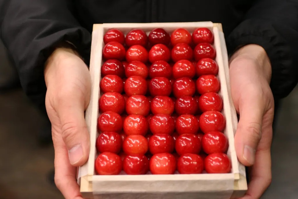 “Vua của các loài cherry Nhật Bản” gây sốt với giá kỷ lục - Ảnh 1.