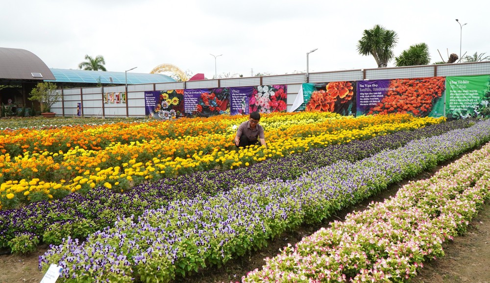 Thảm hoa đa sắc màu với gần 100 giống hoa ở Đồng Tháp - Ảnh 1.